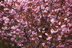 八重桜の上で