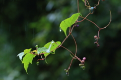 雨の中のノブドウ