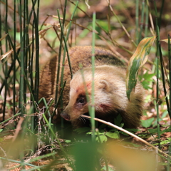 アナグマ君、再び