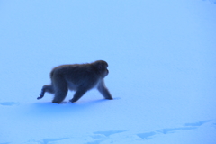 ライトブルーの雪原を行く