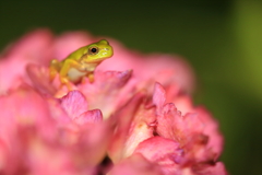 紫陽花の上からこんにちは！　2024