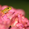 紫陽花の上からこんにちは！　2024