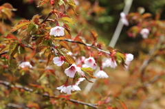 今年最後の桜