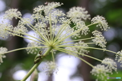 君と見た花火