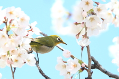 サクジロー撮ってみました