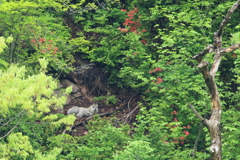 ヤマツツジ咲く斜面で