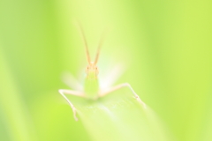 毎年君の姿を見ると、お盆が来るんだなって思うんだ。