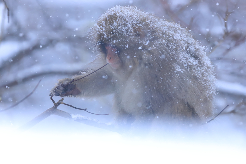 今日も雪降る森で