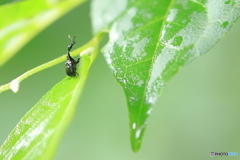 梅雨を生きる虫たち　エゴツルクビオトシブミ