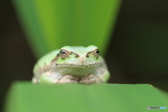ぽっちゃり