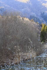 サルのいる風景