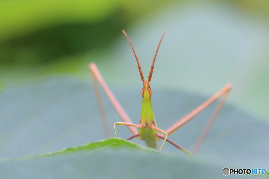 お盆を教えてくれる虫