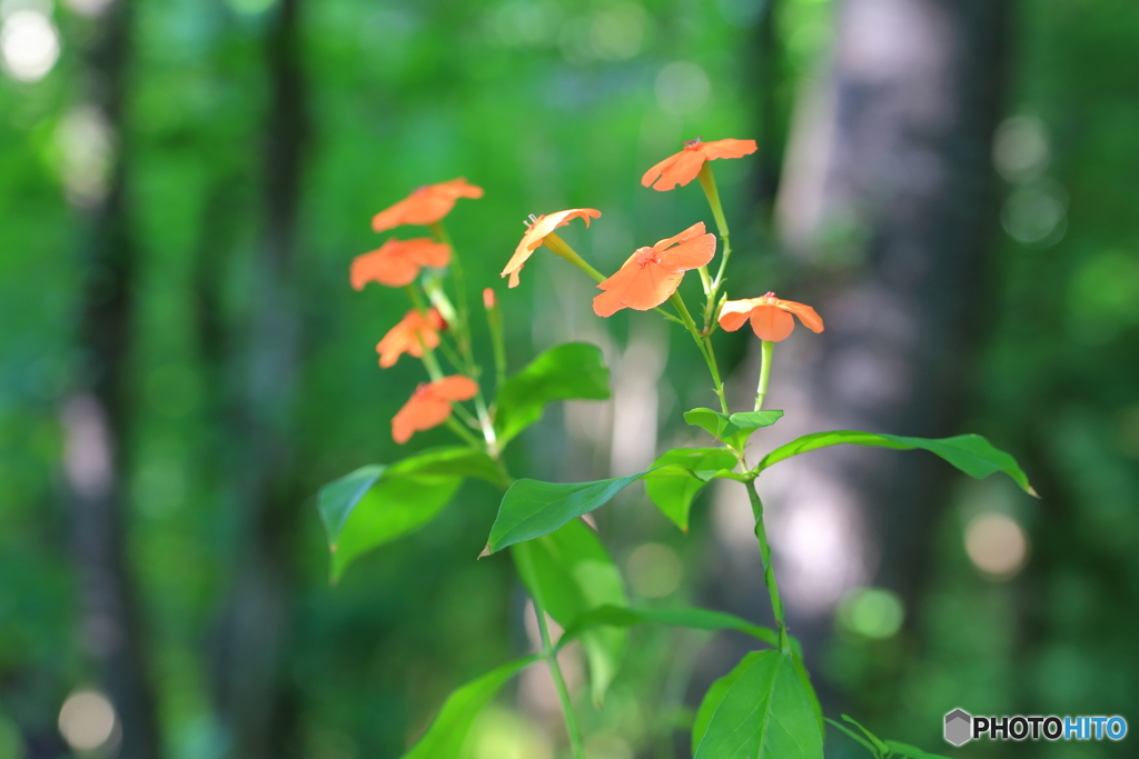 夏の終わりを告げる花