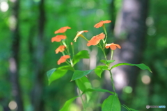 夏の終わりを告げる花