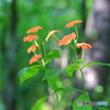 夏の終わりを告げる花