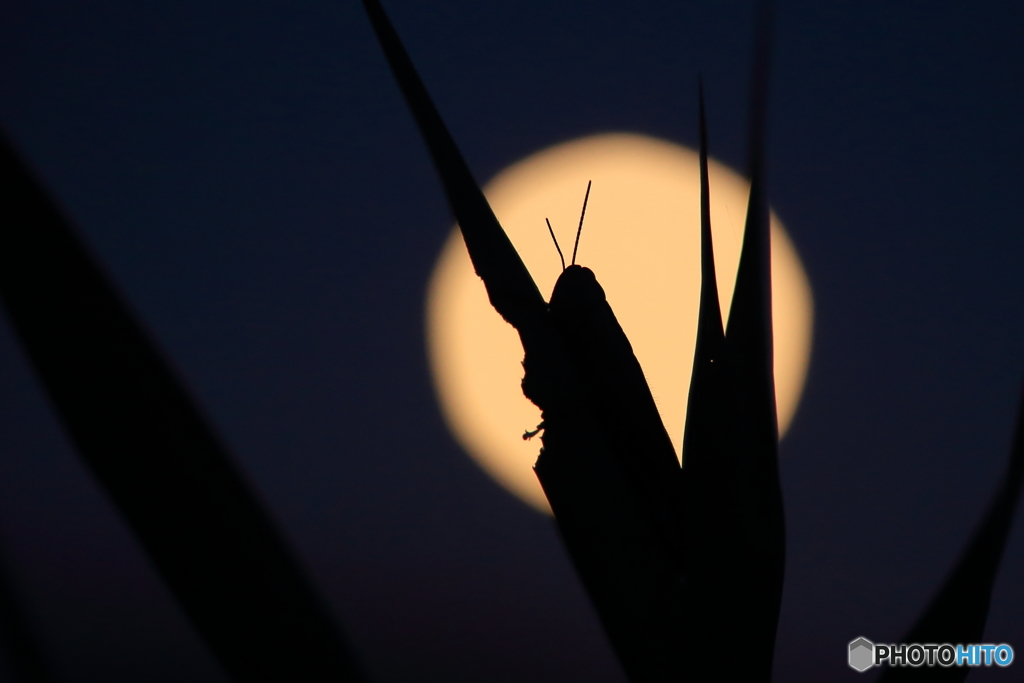 月夜の晩に独り