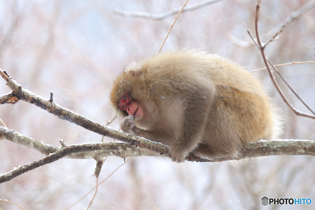 たとえ干乾びたキノコでも