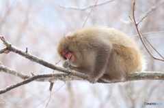 たとえ干乾びたキノコでも