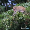 ノブドウに夢中
