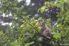 雨に煙る森で