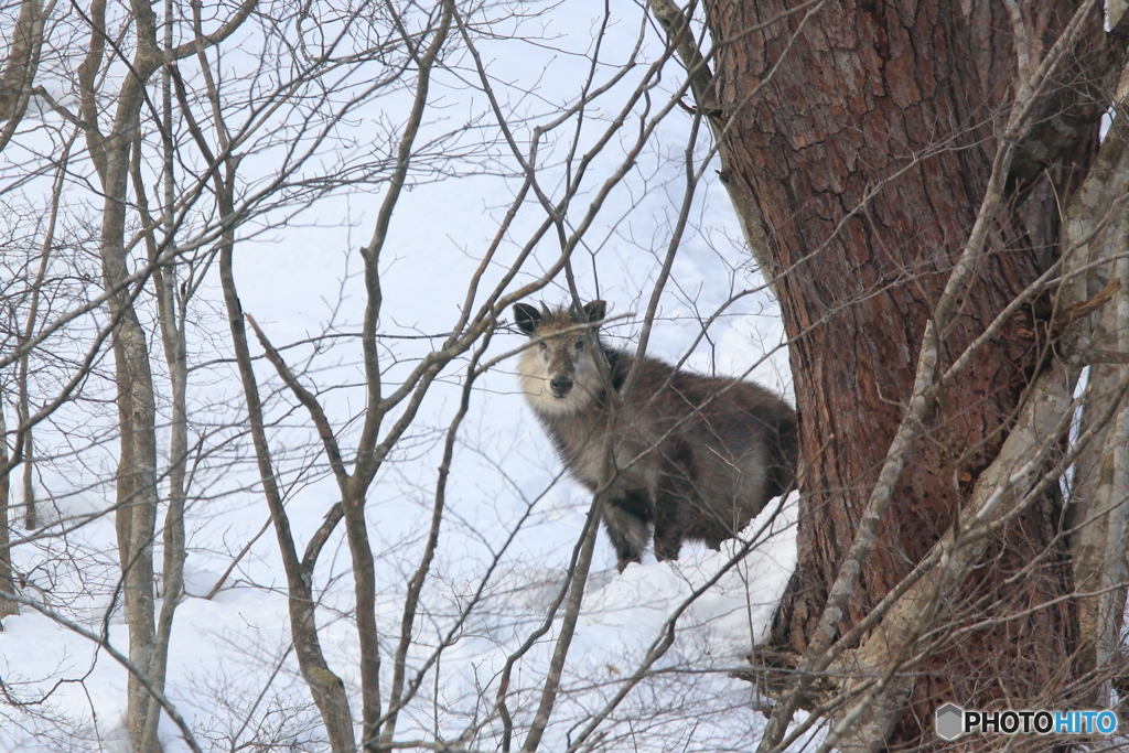 立春の日のカモシカ