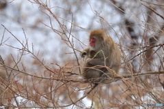 冬を迎えた親子