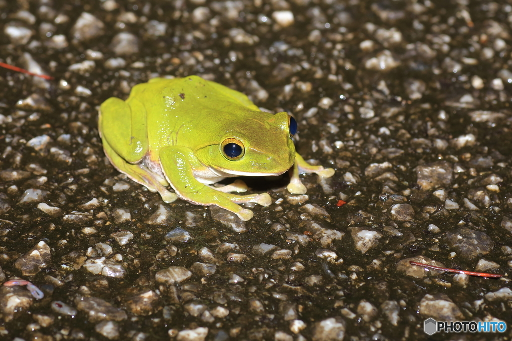 沖縄版のアオガエル By Nikkouiwana Id 写真共有サイト Photohito