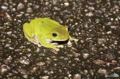 沖縄版のアオガエル