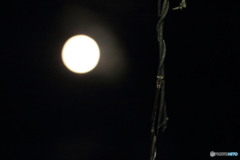 月夜のトンボ