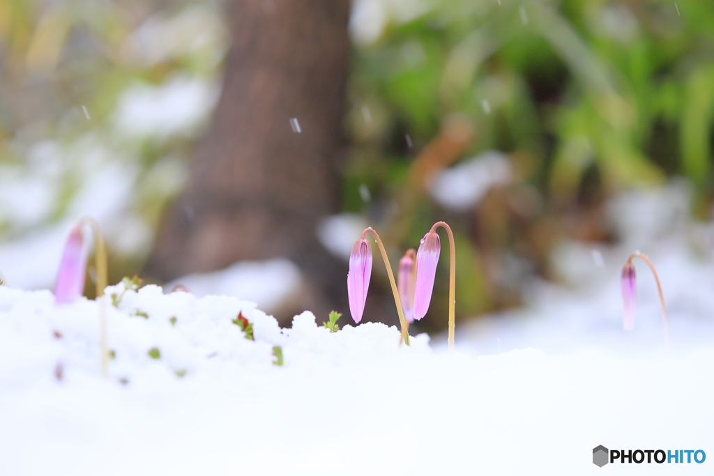 雪の中の妖精たち