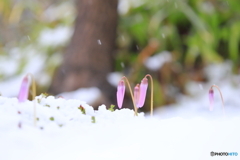 雪の中の妖精たち