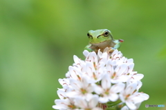 オカトラノオの上でにっこり