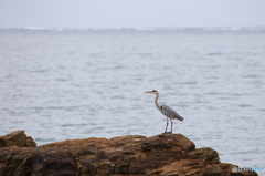 沖縄の海をバックに