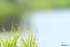 夏の水辺にて
