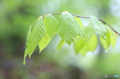 雨の日の若葉