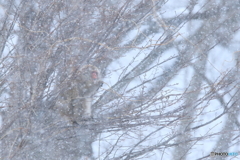 今日も雪降る中で