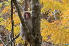 黄葉を背景に