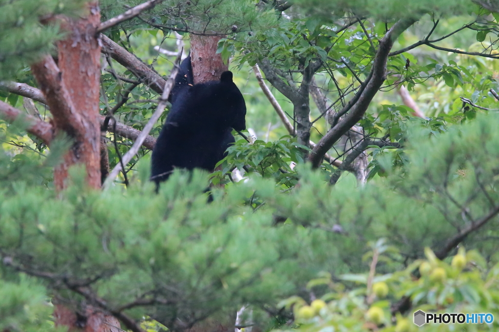 今日も木登りしてます^^