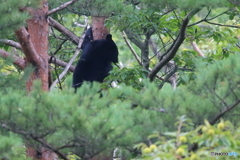 今日も木登りしてます^^