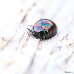 虹を背負って生きる虫