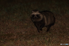 近所の空き地でこんばんは！