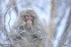 今日も雪の降る中で