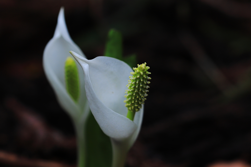 白無垢の花嫁のような