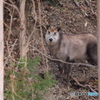 里山での出会い