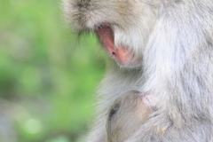 我が子を見つめて