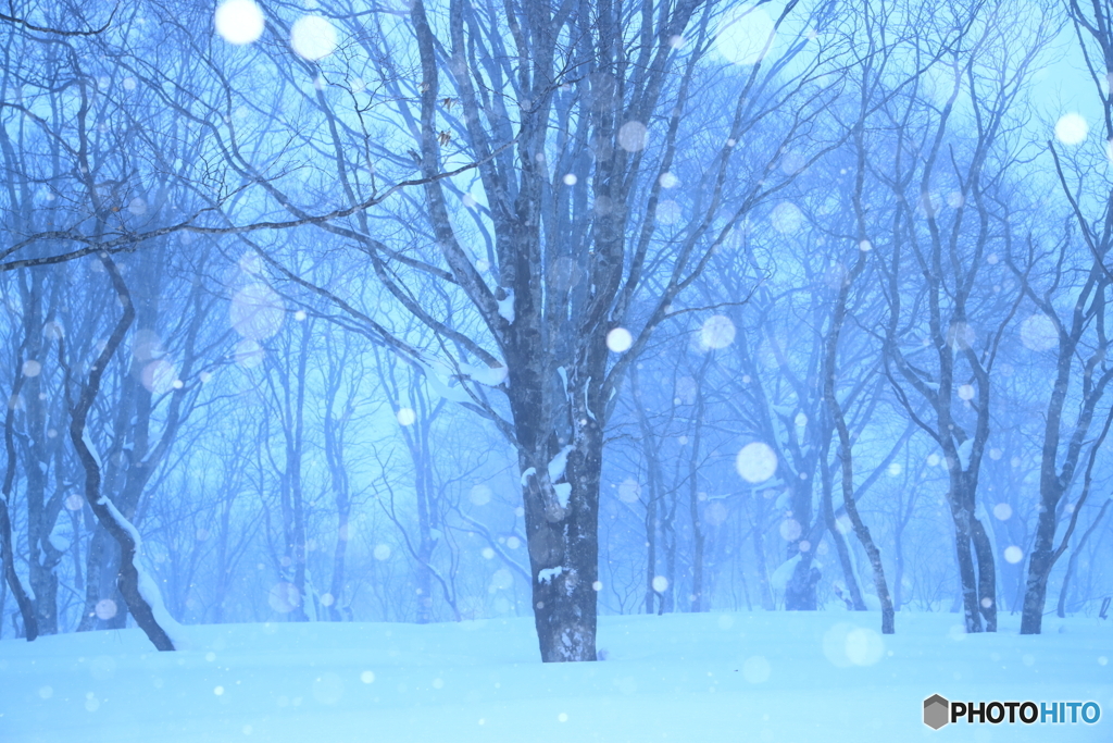 ブナの森に降る雪