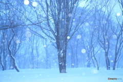 ブナの森に降る雪