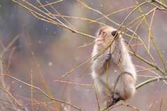 名残り雪を見上げて