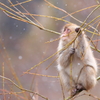 名残り雪を見上げて