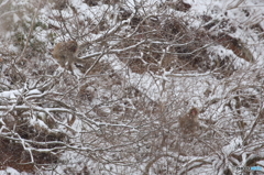 雪の降る森の中で